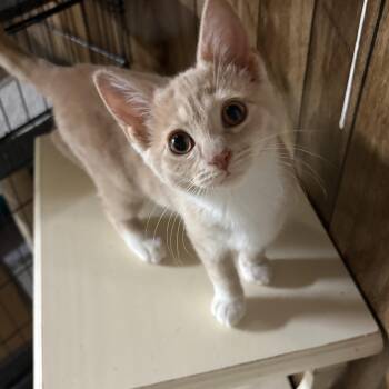 Glinda -  Domestic Short Hair Cat for Adoption in Garden City, Michigan - Glinda | PetCurious