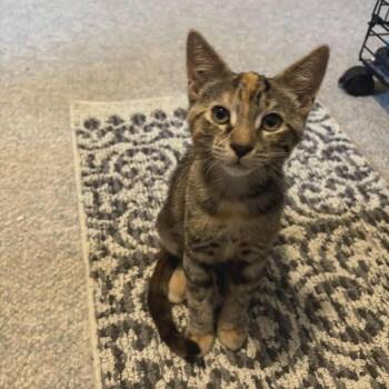 Rescue Domestic Short Hair Cats for Adoption in Abbotsford, British Columbia - Polly | PetCurious