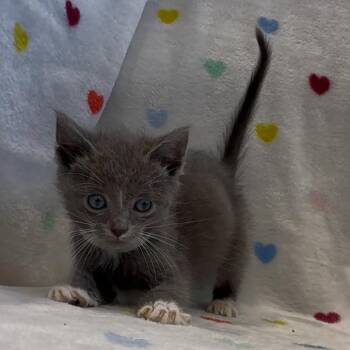 Cricket -  Domestic Short Hair Cat for Adoption in Abilene, Texas - Cricket | PetCurious