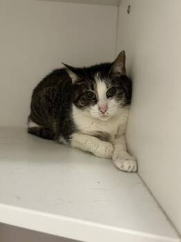 Piper -  Domestic Short Hair Cat for Adoption in Frankfort, Kentucky - Piper | PetCurious
