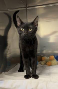 Rescue Bombay and Domestic Short Hair Cats for Adoption in Montville, New Jersey - Bismuth | PetCurious