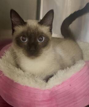 Willow -  Siamese Cat for Adoption in Baton Rouge, Louisiana - Willow | PetCurious