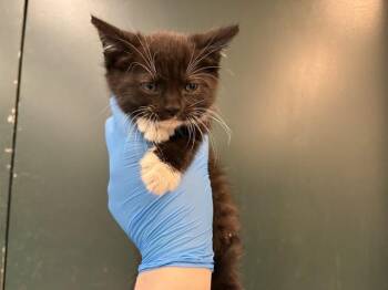 Domestic Medium Hair Cats Available for Adoption in Thousand Palms, California - ECHO | PetCurious