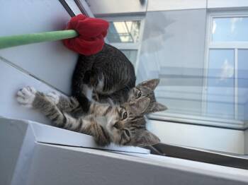 Rescue Domestic Short Hair Cats for Adoption - U-turn And Merge | PetCurious