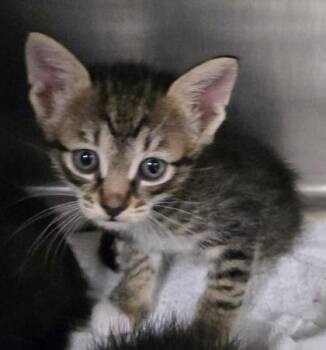 Mars -  Domestic Short Hair Cat for Adoption in Gainesville, Florida - Mars | PetCurious