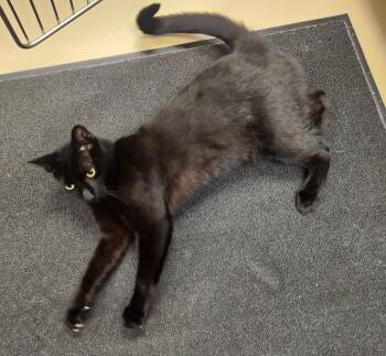 Domestic Short Hair Cats Available for Adoption in Clayton, New Jersey - Lars  | PetCurious