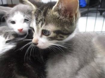 Domestic Short Hair Cats Available for Adoption in Ocala, Florida - MORT | PetCurious