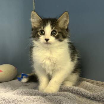Reign -  Domestic Long Hair Cat for Adoption in Cheyenne, Wyoming - Reign | PetCurious