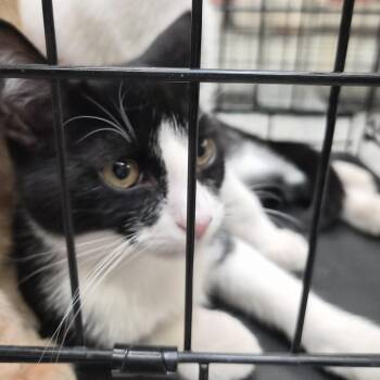 Presley -  Domestic Short Hair Cat for Adoption in Salt Lake City, Utah - Presley | PetCurious