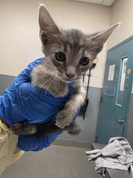 BATMAN -  Domestic Short Hair Cat for Adoption in Las Vegas, Nevada - BATMAN | PetCurious