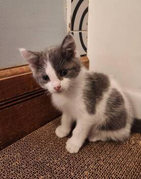 Cinderella -  Domestic Short Hair Cat for Adoption in Springfield, Massachusetts - Cinderella | PetCurious