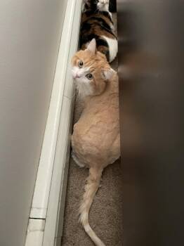 Domestic Short Hair Cats Available for Adoption - Rufus | PetCurious