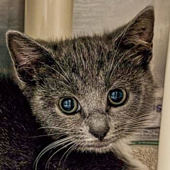 Bear Claw -  Domestic Short Hair Cat for Adoption in Kennebunk, Maine - Bear Claw | PetCurious
