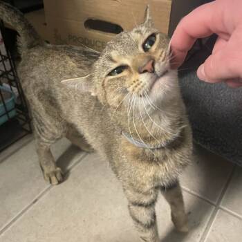 Rescue Domestic Short Hair Cats for Adoption in Aspinwall, Pennsylvania - Clefable | PetCurious