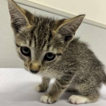 Pearly -  Domestic Short Hair Cat for Adoption in Clearwater, Florida - Pearly | PetCurious