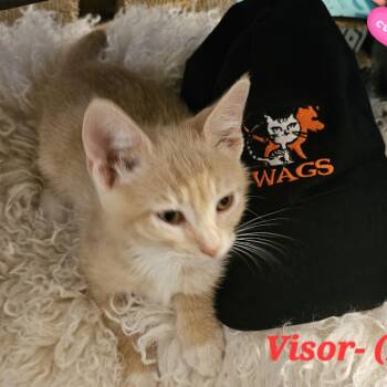 Visor -  Domestic Short Hair Cat for Adoption in Westminster, California - Visor | PetCurious