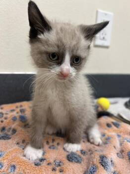 Coconut -  Domestic Short Hair Cat for Adoption in Kennewick, Washington - Coconut | PetCurious