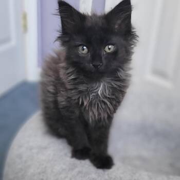 Bella -  Domestic Long Hair Cat for Adoption in Aldie, Virginia - Bella | PetCurious