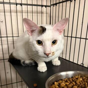Ragamuffin -  Turkish Van and Domestic Short Hair Cat for Adoption in Wichita, Kansas - Ragamuffin | PetCurious