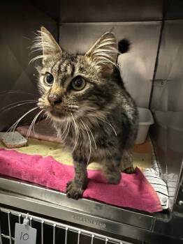 Rescue Domestic Long Hair Cats for Adoption in Pomona, New York - Charlie | PetCurious