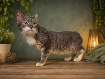 Tabby and Domestic Short Hair Cats Available for Adoption in Greensburg, Pennsylvania - Tiburon | PetCurious