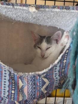 Domestic Short Hair Cats Available for Adoption - Vivian | PetCurious