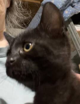 Alana -  Domestic Short Hair Cat for Adoption in Franklin, West Virginia - Alana | PetCurious