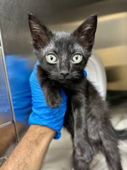 Buddy -  Domestic Medium Hair Cat for Adoption in Wichita, Kansas - Buddy | PetCurious