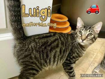 Domestic Short Hair and Tabby Cats Available for Adoption in Pensacola, Florida - Luigi | PetCurious