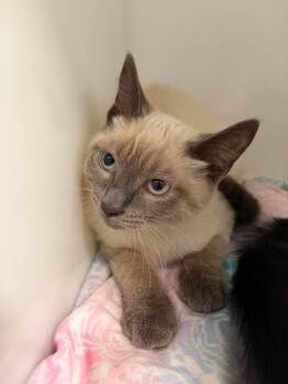 Popcorn -  Siamese Cat for Adoption in Delson, Quebec - Popcorn | PetCurious