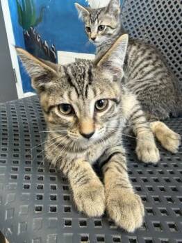 Birch -  Domestic Short Hair Cat for Adoption in Harbor Springs, Michigan - Birch | PetCurious