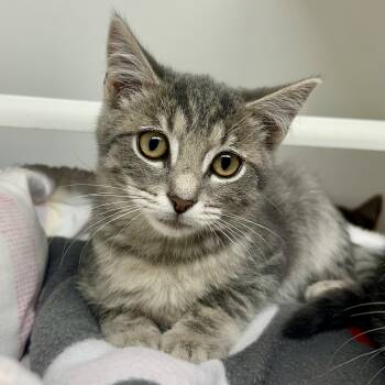 Thor -  Domestic Short Hair Cat for Adoption in Reisterstown, Maryland - Thor | PetCurious