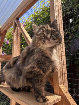 Kiki - CCC -  Tabby and Domestic Long Hair Cat Available for Adoption in San Luis Obispo, California - Kiki - CCC | PetCurious