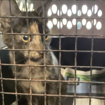 Jinx -  Domestic Short Hair Cat for Adoption in Montgomery, Alabama - Jinx | PetCurious