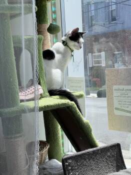 Francine -  American Shorthair Cat for Adoption in Philadelphia, Pennsylvania - Francine | PetCurious