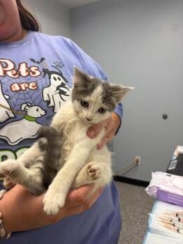 Chocolate Chip -  Domestic Short Hair Cat for Adoption in Republic, Missouri - Chocolate Chip | PetCurious