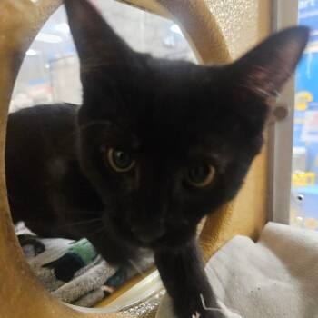Astro -  Domestic Short Hair Cat for Adoption in Grantsville, Utah - Astro | PetCurious