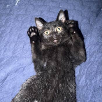 Kuzco -  Domestic Short Hair Cat for Adoption in Bentonville, Arkansas - Kuzco | PetCurious