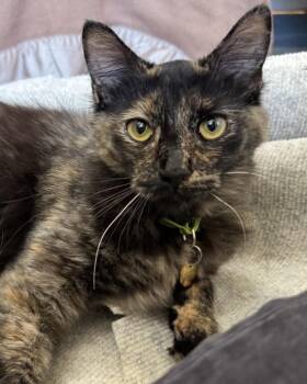 Evelyn -  Domestic Medium Hair Cat for Adoption in Novato, California - Evelyn | PetCurious