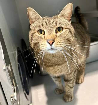 Domestic Short Hair Cats Available for Adoption in Leesburg, Virginia - SAMMY | PetCurious