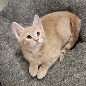 President Snow -  Domestic Short Hair Cat for Adoption - President Snow | PetCurious