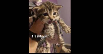 Domestic Short Hair Cats Available for Adoption in Ruskin, Florida - Hashbrown | PetCurious