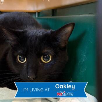 Ozzie -  Domestic Short Hair Cat for Adoption in Cincinnati, Ohio - Ozzie | PetCurious