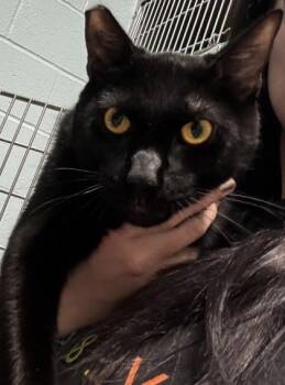 Kevin (at Smitten Kitten) -  Domestic Short Hair Cat for Adoption in Fishers, Indiana - Kevin (at Smitten Kitten) | PetCurious