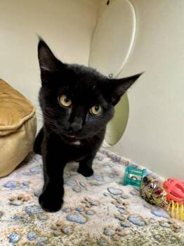 Domestic Short Hair Cats Available for Adoption - Magic Mushroom | PetCurious