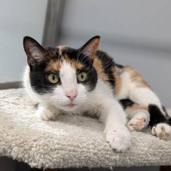 Domestic Short Hair Cats Available for Adoption - Mulan | PetCurious