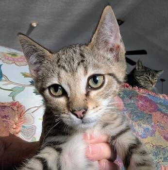 Sloane -  Domestic Short Hair Cat for Adoption in Louisa, Virginia - Sloane | PetCurious
