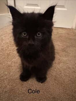 Cole -  Domestic Short Hair Cat for Adoption in Elyria, Ohio - Cole | PetCurious