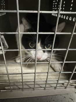 Domestic Short Hair Cats Available for Adoption - ROCCO | PetCurious