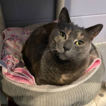 Rescue Domestic Short Hair Cats for Adoption in South Bend, Indiana - Sprinkle | PetCurious